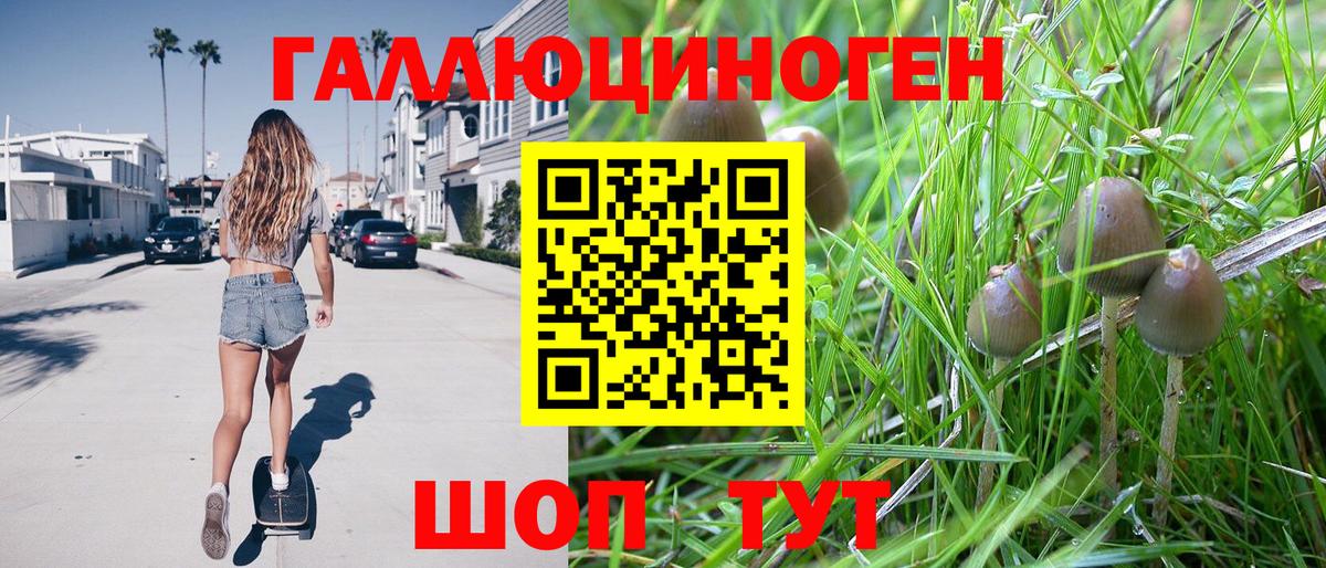 Звенигород  магазин    Вход с VPN  Псилоцибиновые грибы Psilocybine cubensis 